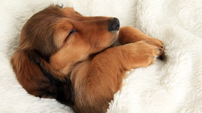 perro Dachshund durmiendo