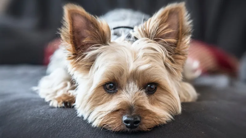perro Yorkshire Terrier acostado de frente