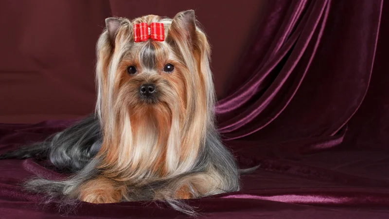 perro Yorkshire Terrier acostado