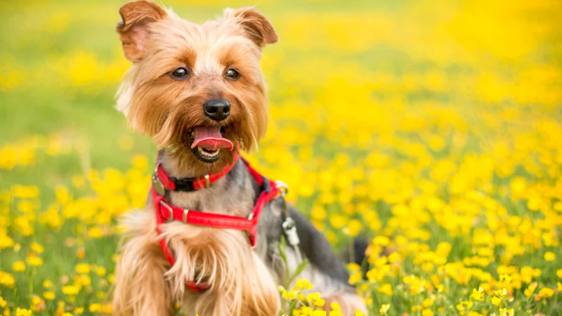 perro Yorkshire Terrier con lengua afuera