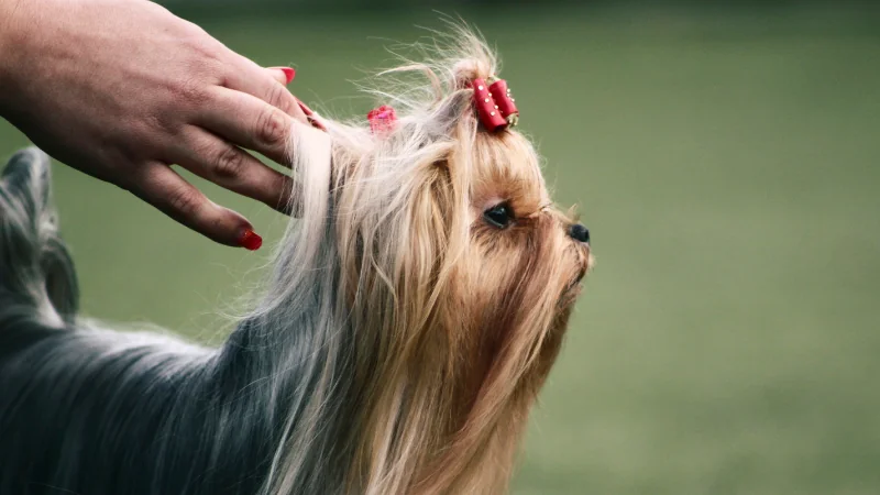 perro Yorkshire Terrier de lado