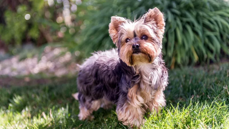 perro Yorkshire Terrier posando