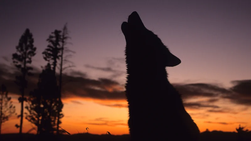 ¿Por qué los perros aúllan? 46 perro aullando tarde