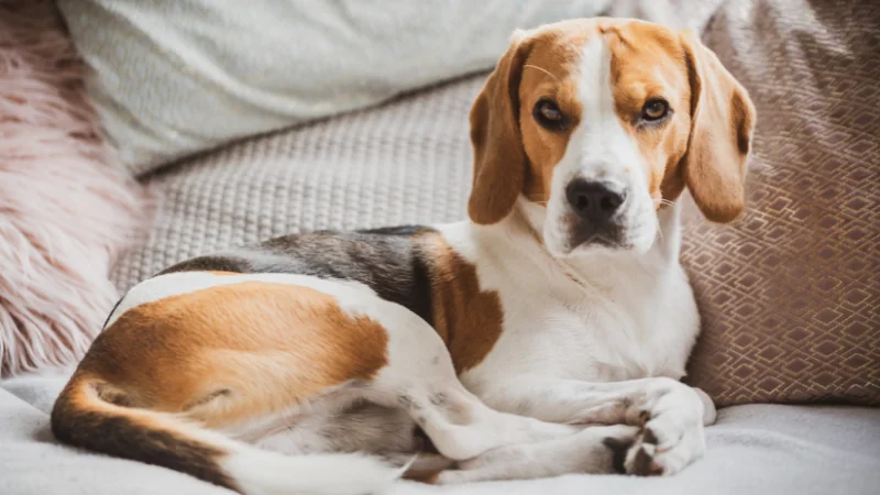 perro beagle acostado