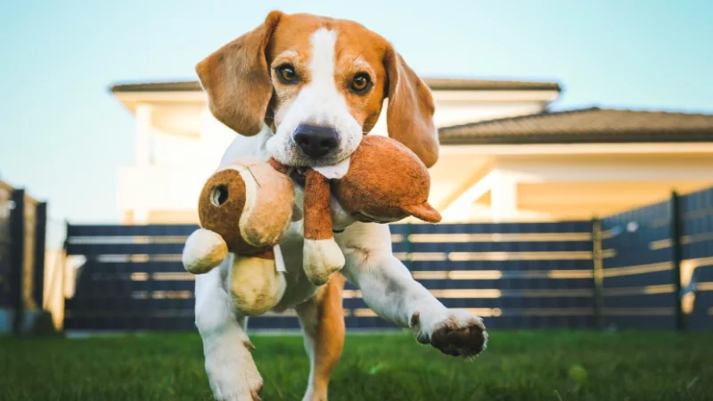 perro beagle con peluche