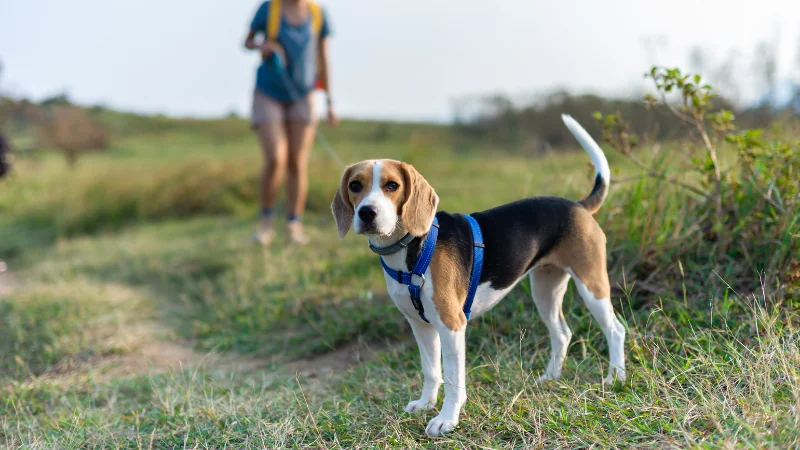 La raza de perros Beagle: juguetones y enérgicos 47 perro beagle paseando