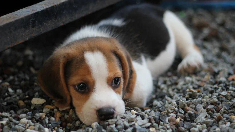 perro beagle pequeño