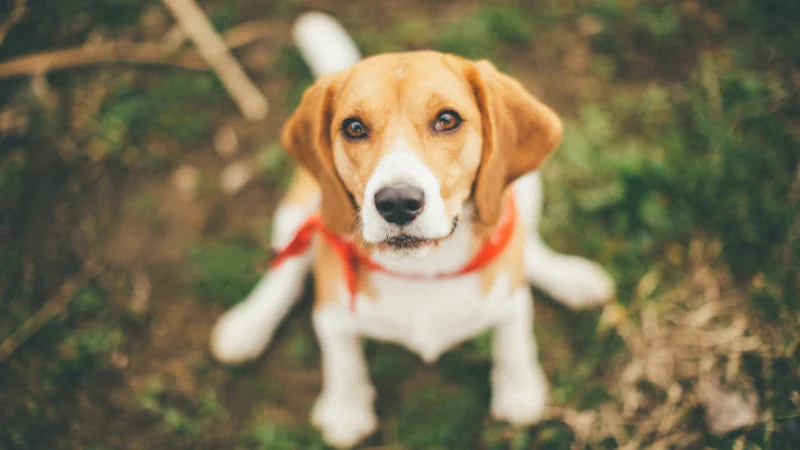perro beagle posando
