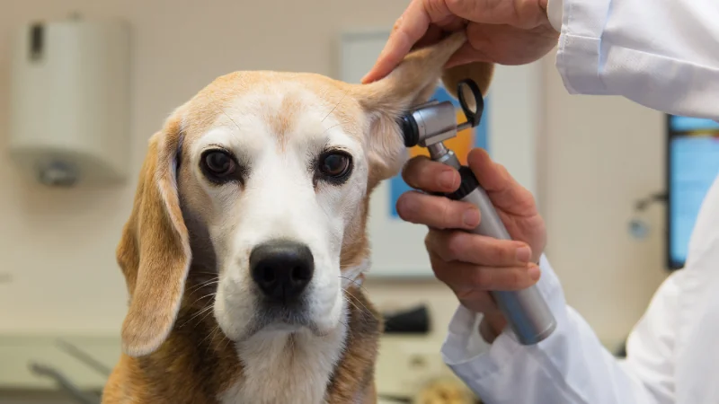 perro beagle veterinario