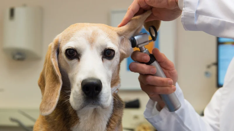 La raza de perros Beagle: juguetones y enérgicos 43 perro beagle veterinario