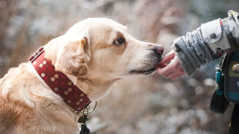 perro comiendo snack de la mano