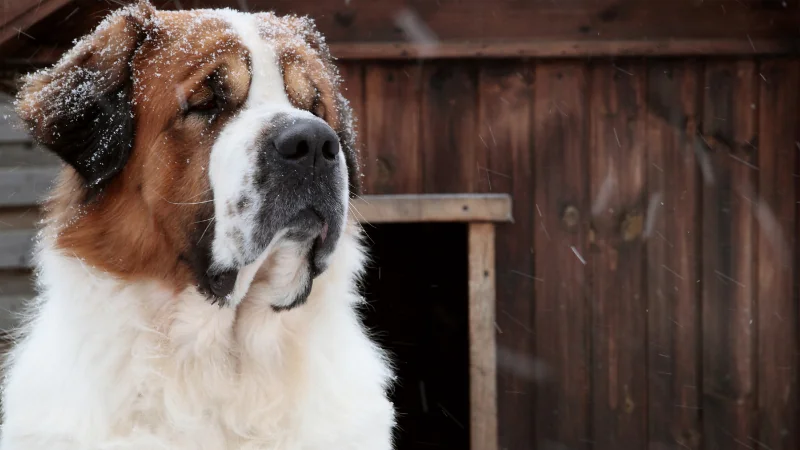 ¿Hasta qué edad crecen los perros? 44 perro grande