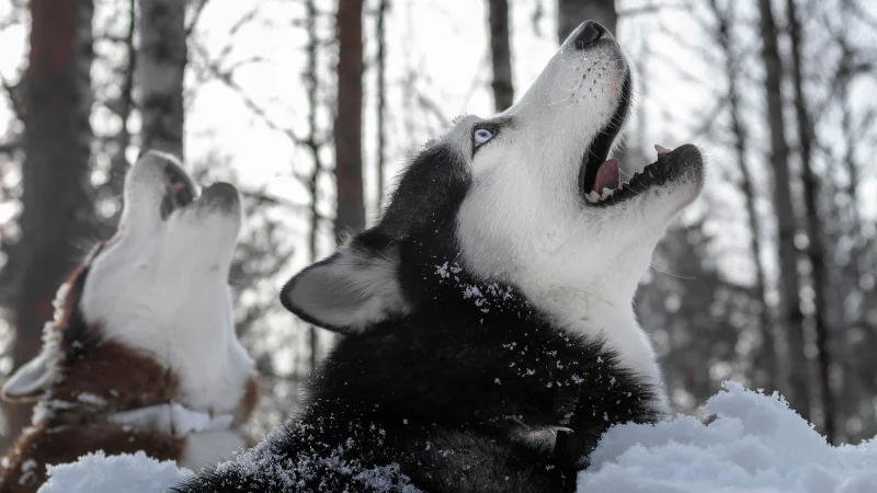 perro husky siberiano aullando