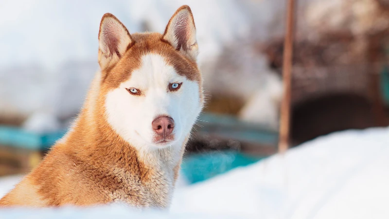 perro husky siberiano de cerca