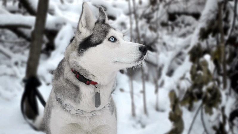 perro husky siberiano en la nieve