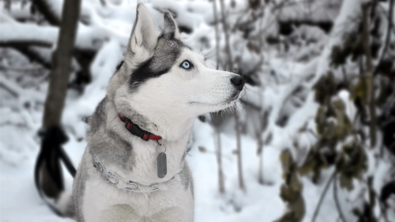 Husky Siberiano: Los reyes del ártico 46 perro husky siberiano en la nieve