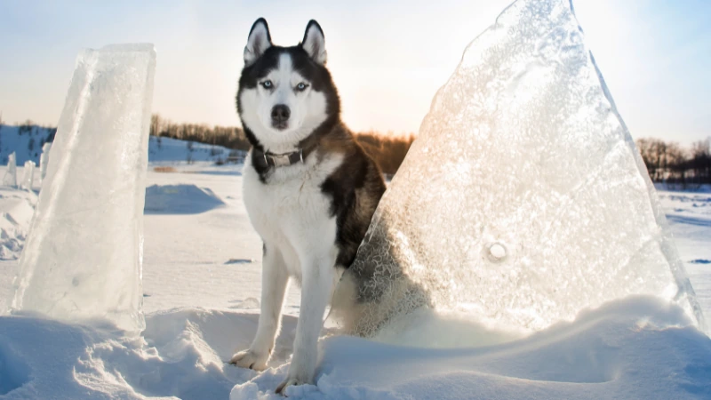 perro husky siberiano entre hielo y nieve