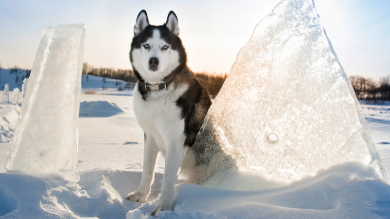 Husky Siberiano: Los reyes del ártico 45 perro husky siberiano entre hielo y nieve