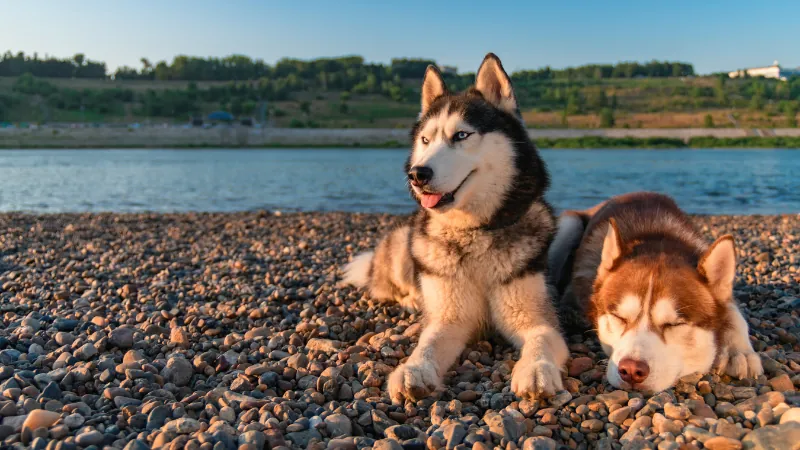 perro husky siberiano mirando al horizonte