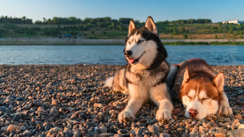 Husky Siberiano: Los reyes del ártico 44 perro husky siberiano mirando al horizonte