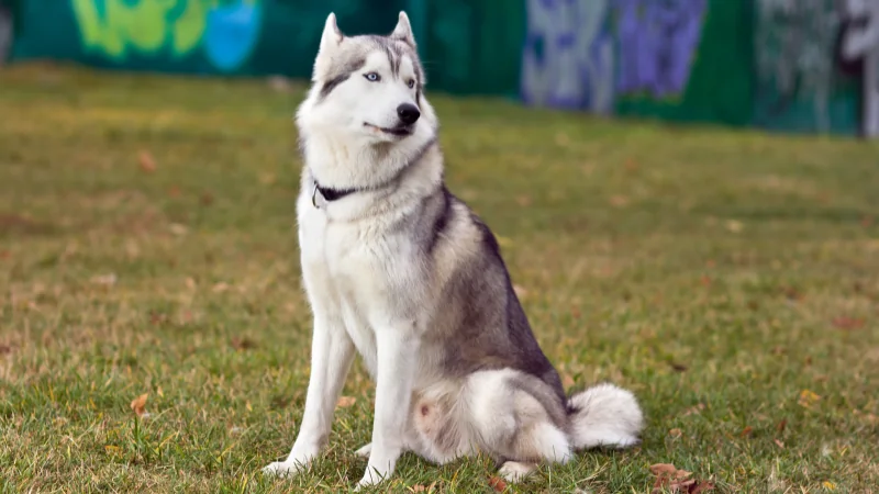 perro husky siberiano posando