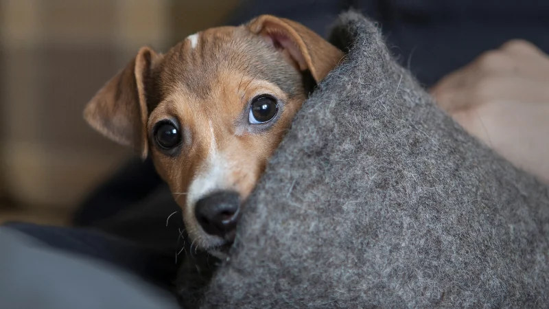 ¿Hasta qué edad crecen los perros? 43 perro pequeño