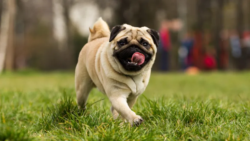 perro pug con lengua afuera