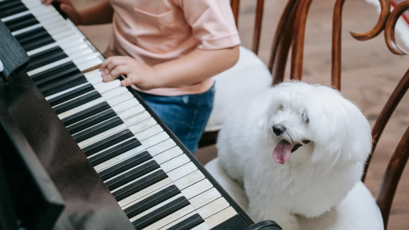 perro y piano