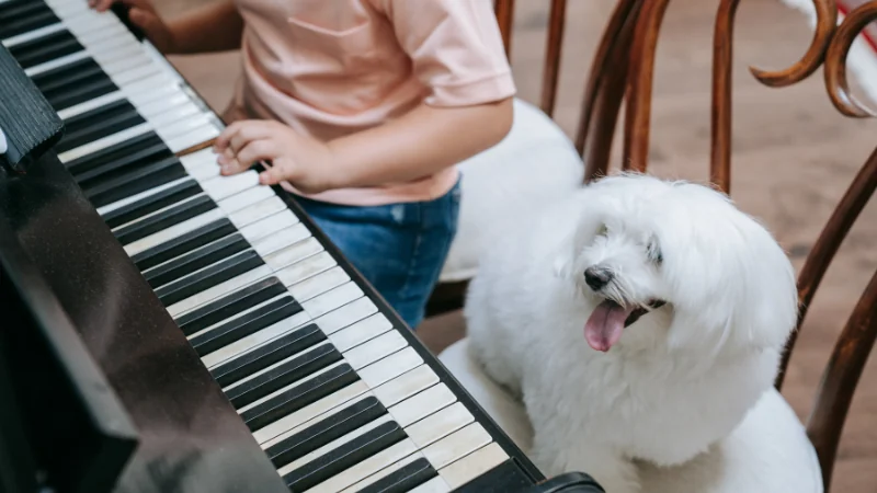 ¿Por qué los perros aúllan? 43 perro y piano