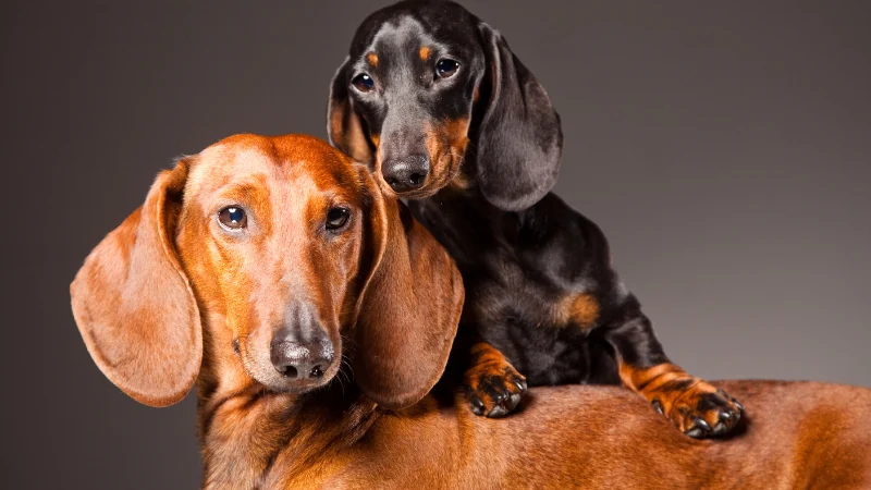 perros Dachshund café y negro