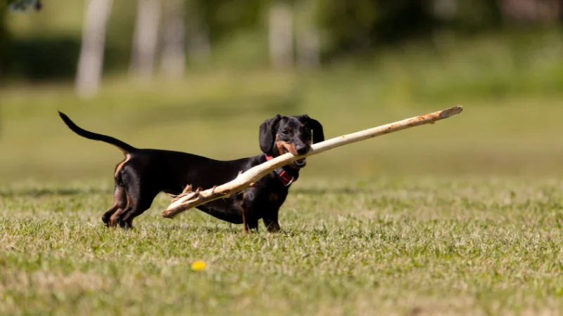 perros Dachshund con un palo