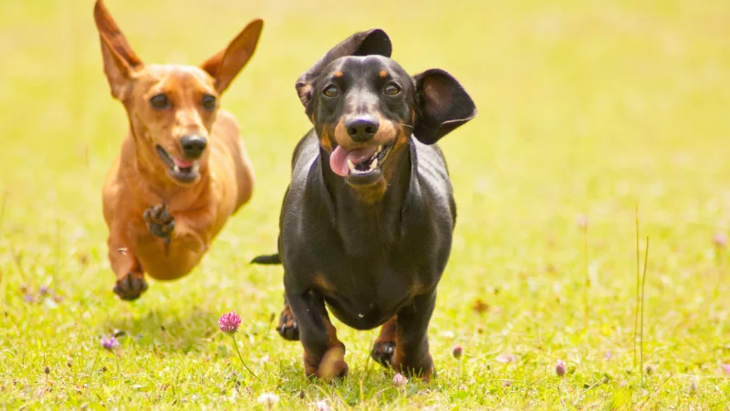 perros Dachshund corriendo