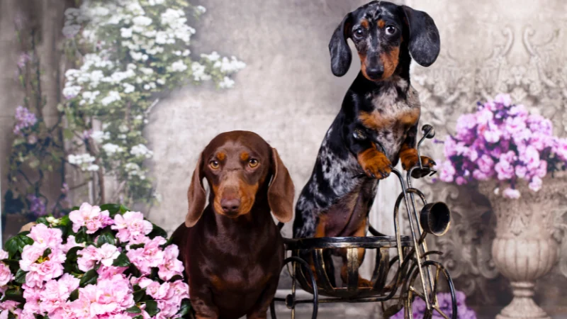 Dachshund: El perro de las patas cortas que roba corazones 44 perros Dachshund posando 2