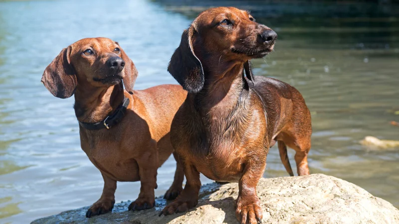 perros Dachshund posando 3