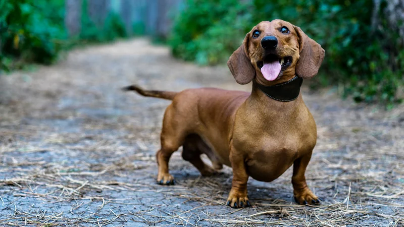 perros Dachshund posando