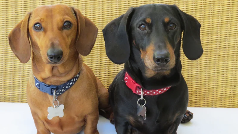Dachshund: El perro de las patas cortas que roba corazones 50 perros Dachshund