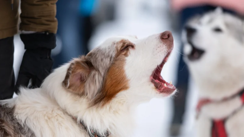 ¿Por qué los perros aúllan? 45 perros aullando