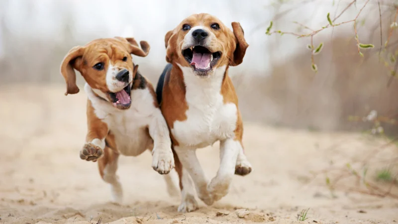 perros beagle corriendo