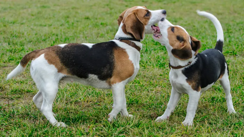 perros beagle jugando
