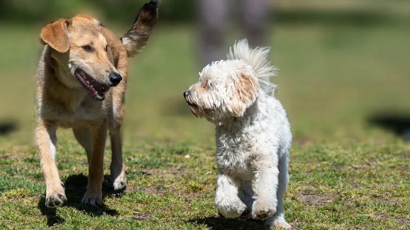 perros caminando