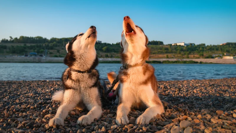 perros husky aullando