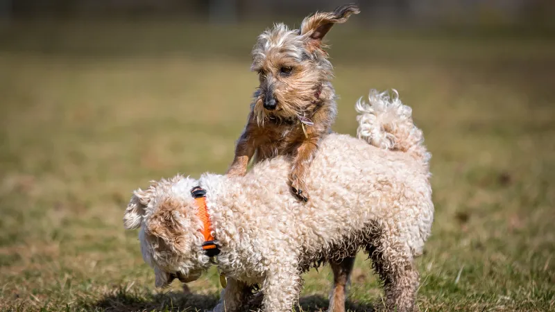 perros jugando entre ellos