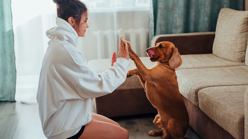 persona jugando a chocar las manos con su perro