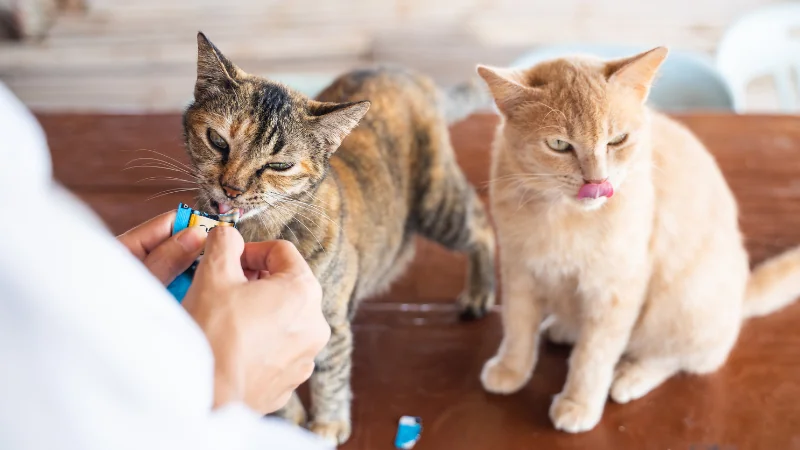 snacks para gato