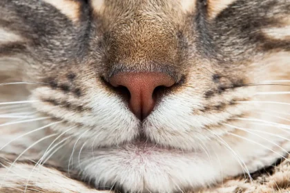 ¿Para qué sirven los bigotes de gato