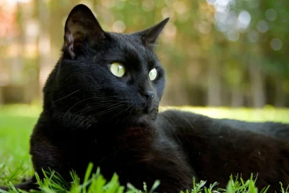 ¿Por qué el gato negro es tan popular?