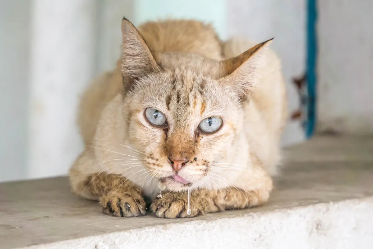 ¿Por qué mi gato babea Descubre las causas