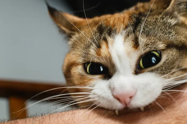 ¿Por qué mi gato me muerde?