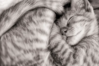 ¿Qué significa soñar con gatos?