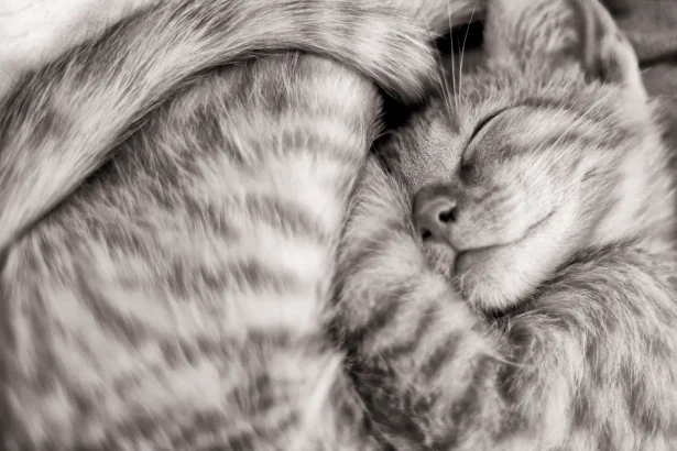 ¿Qué significa soñar con gatos?